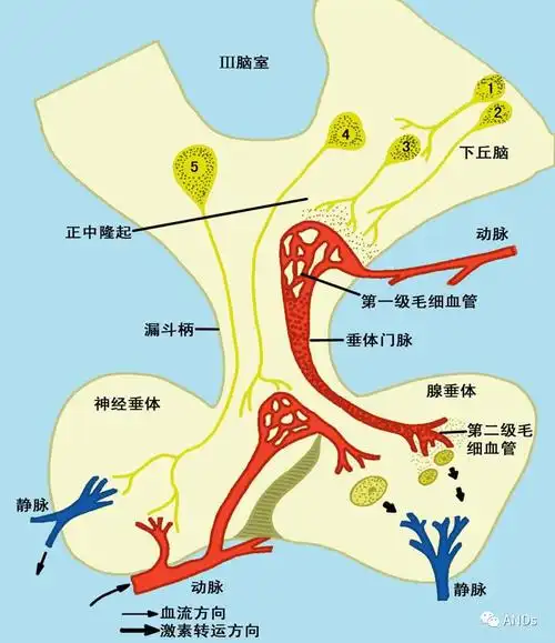 下丘脑解剖图谱高清图谱