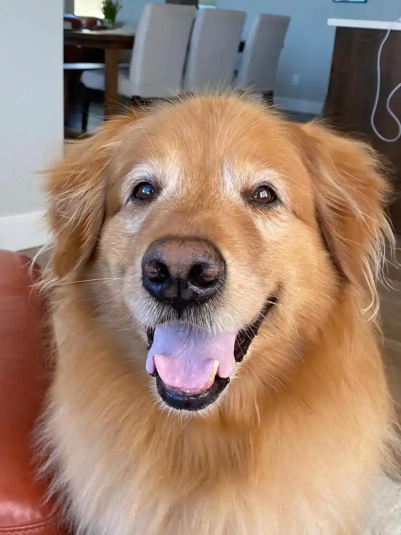 金毛剃毛后大概10个月就可以全部长回来 自从上一年剃毛后已经差不多