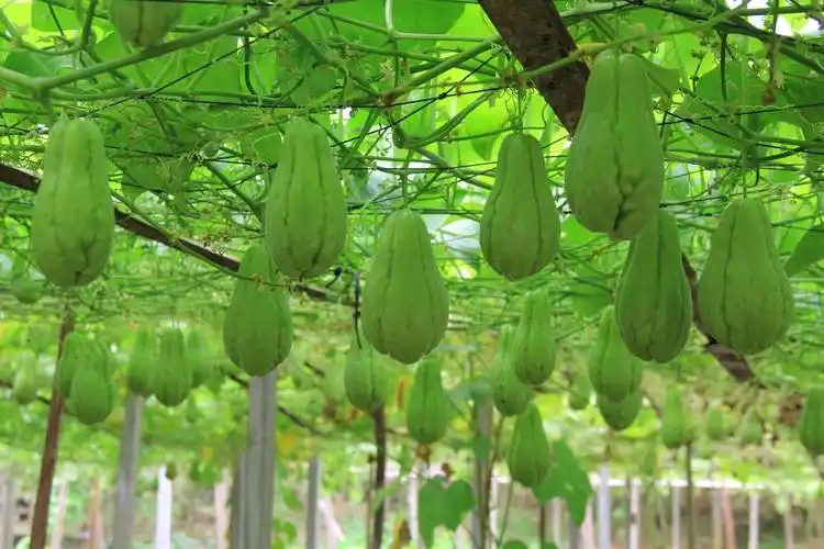 佛手瓜图片(佛手瓜的禁忌人群)