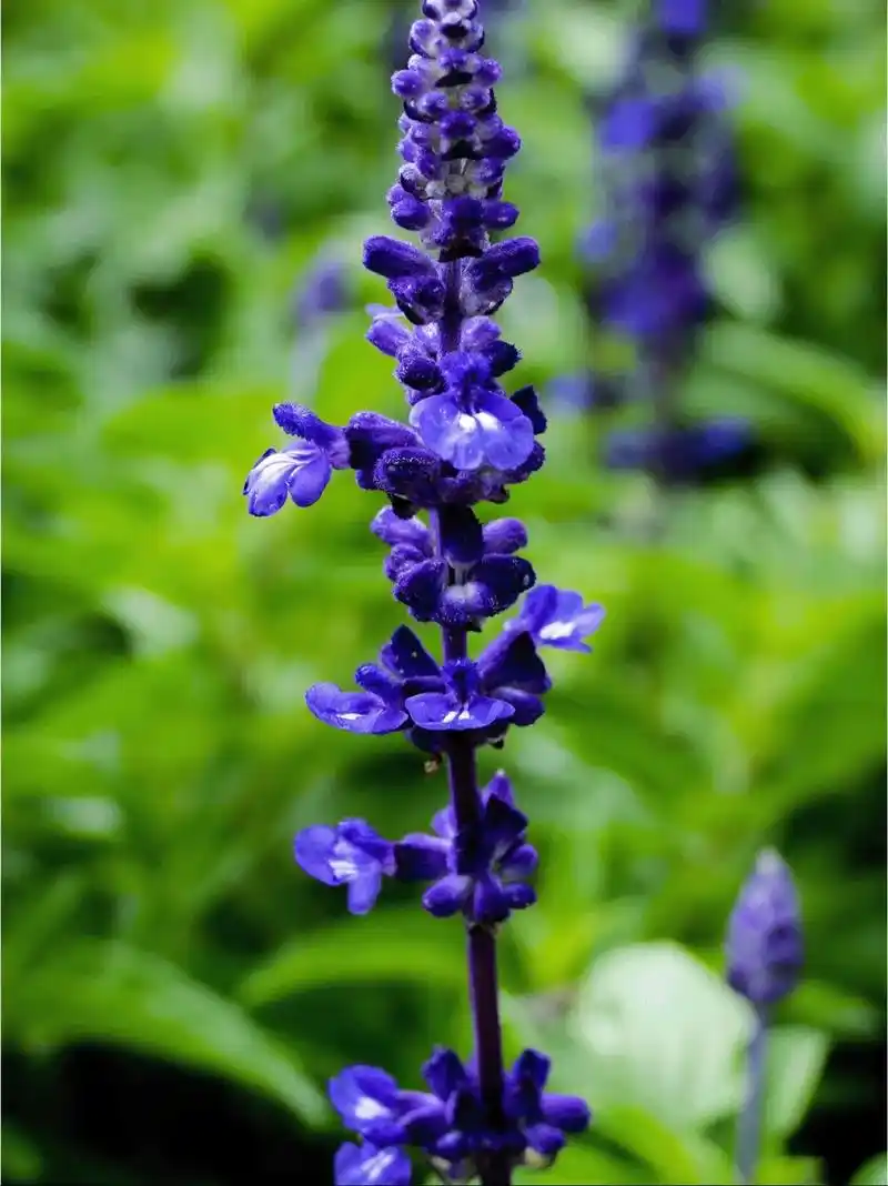 每日识花.每日识花 93薰衣草 俗名:香水植物,灵香草,香草 - 抖音