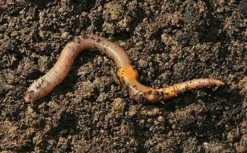 光对蚯蚓的分布有什么影响?