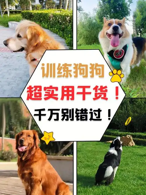 训练狗狗超实用干货新手铲屎官千万别错过