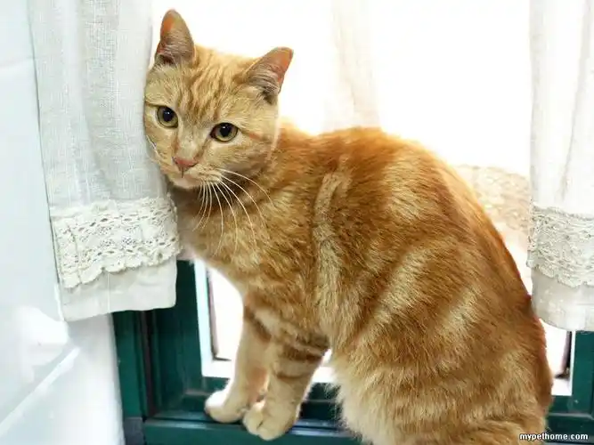 【上海领养】美短条纹的大眼睛黄虎斑dd,漂亮亲人,约5-6个月大 #快到