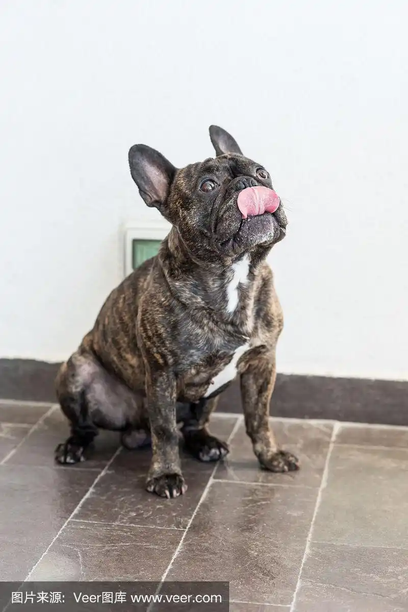 一个5岁的法国斗牛犬的肖像,斑纹的颜色,在一个白色的背景.