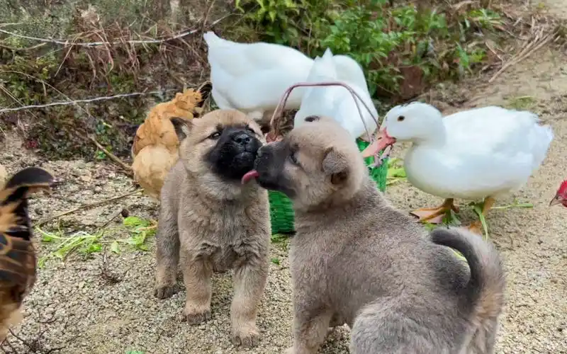 小奶狗陪鸡鸭鹅一起吃萝卜叶 其乐融融