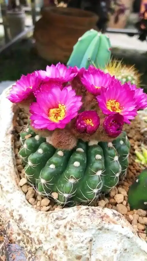 眩美玉.#仙人球开花 是真的美