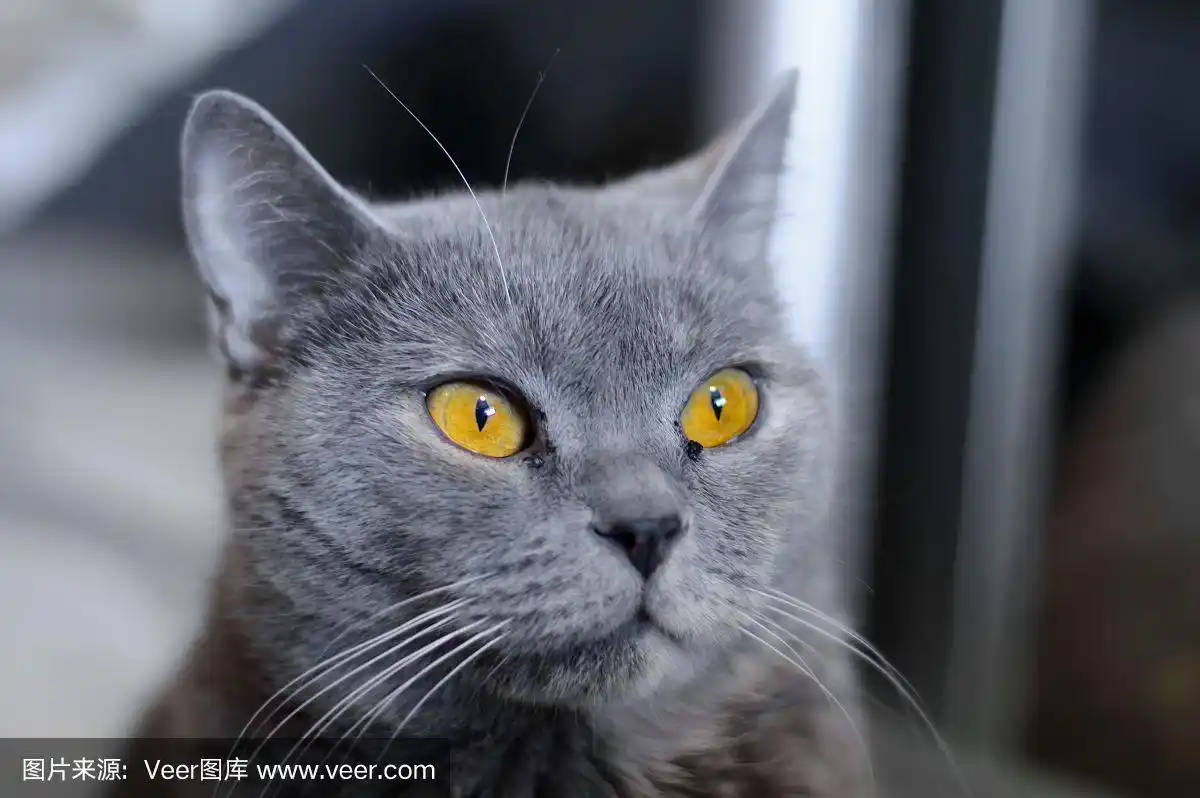 长着琥珀色眼睛的英国猫.