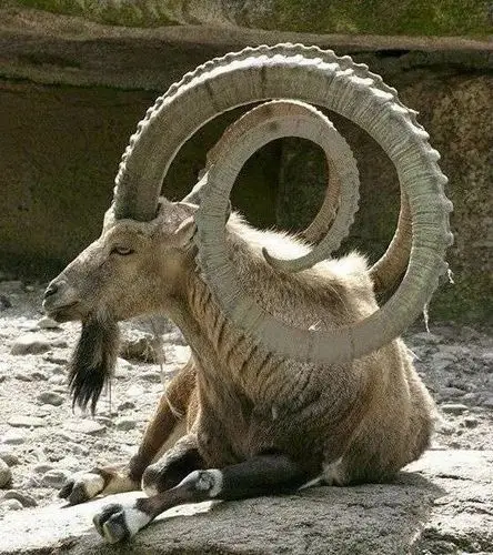 没点本事都不好意思去卖萌囧图