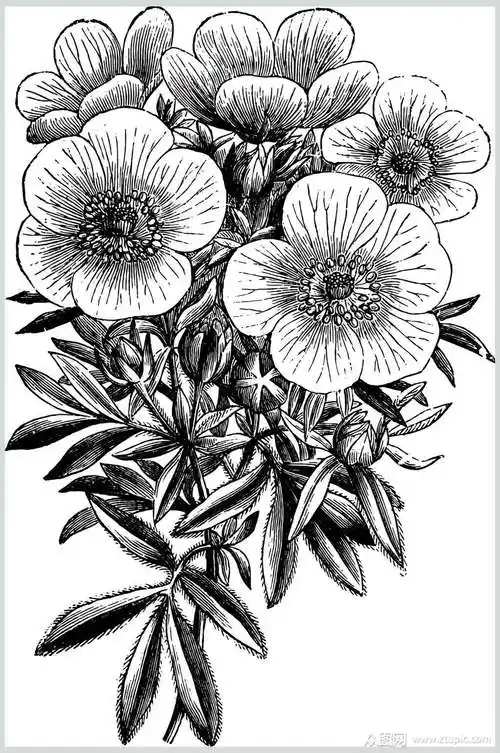 花卉植物素描手绘矢量素材素材