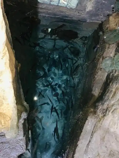 重庆农户家挖出神奇鱼泉,源源不断涌出上百斤鱼,吸引无数游客