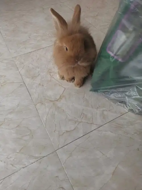 还是小时候可爱#垂耳兔  #侏儒兔  #狮子兔  #狮子头兔  #宠物兔查看