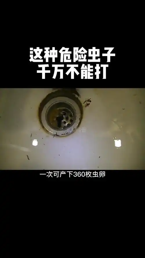 整治[gf]203c[/gf][gf]fe0f[/gf]卫生间小飞虫[gf]1f525[/gf]夏天厕所