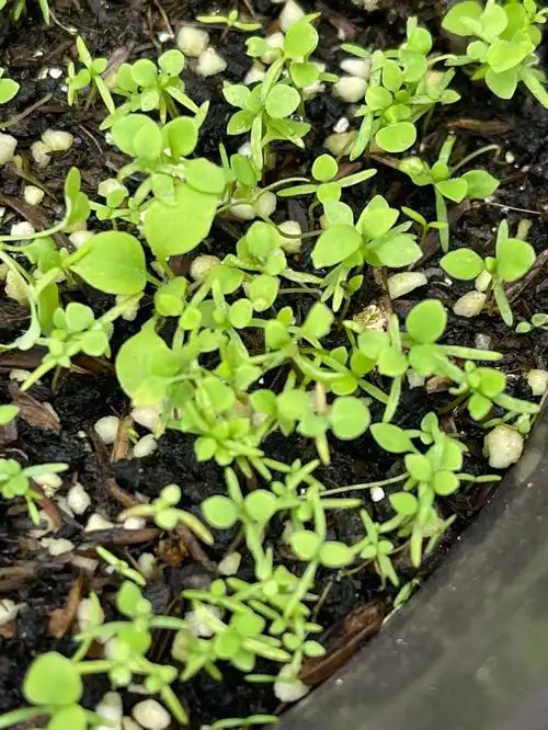 花盆里撒播的虞美人长真叶了