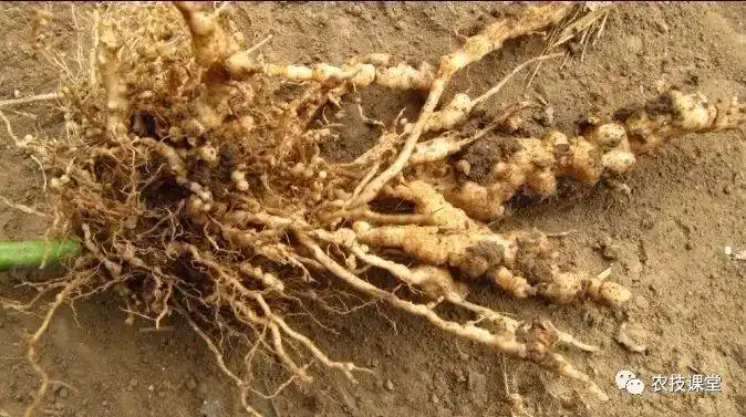 黄瓜根结线虫病你了解吗