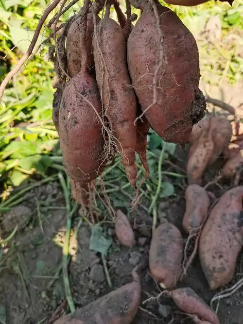 东北红薯新鲜农家番薯地瓜山东沙土地地瓜烟薯番薯