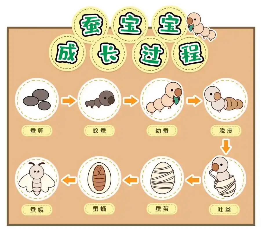 幼儿园打印素材 #蚕宝宝生长过程打印素材 #幼儿园的小可爱 - 抖音