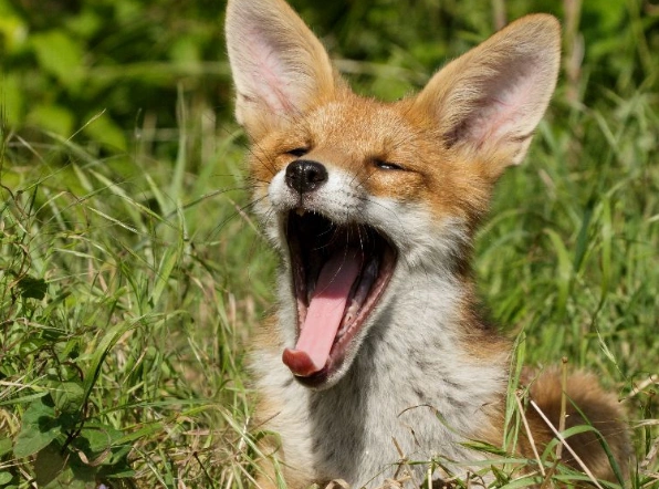 一只狐狸宝宝在怒吼"天太热"原来是打了个哈欠!