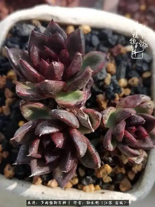 这个叫黑水晶吧!