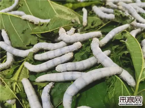 来宾引进人工饲料养蚕技术试验