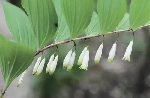 玉竹,为百合科多年生草本植物.