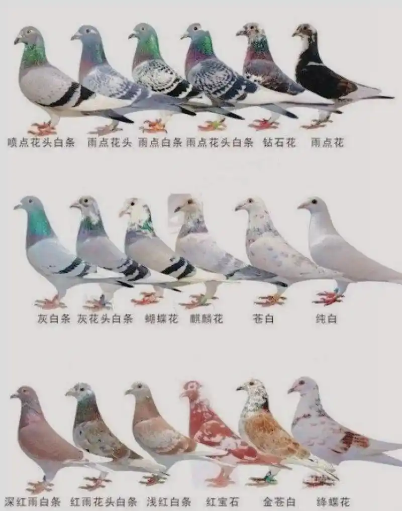 热点 信鸽颜色和怎样配对出的颜色#信鸽赛鸽 ##鸽子 #养 - 抖音