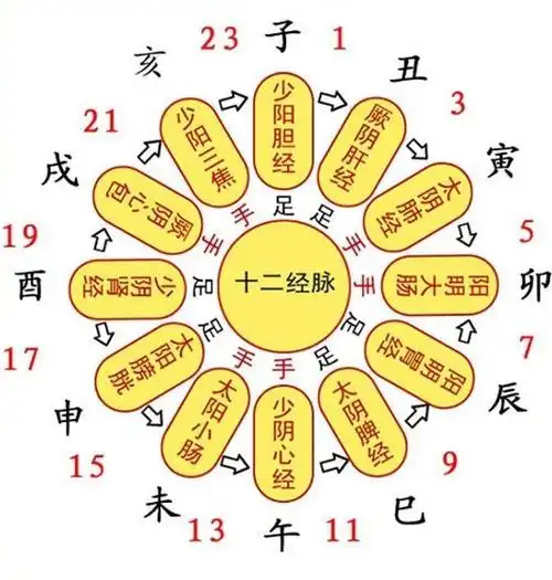 人体十二经络循行图(部分) 67人体十二经络循行图(部分) 67人体