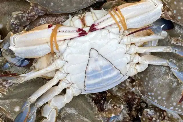 买螃蟹时别只会分公母牢记3买3不买螃蟹个顶个满黄膏肥