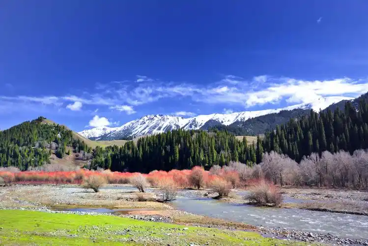 国家森林公园巩乃斯之春夏秋冬