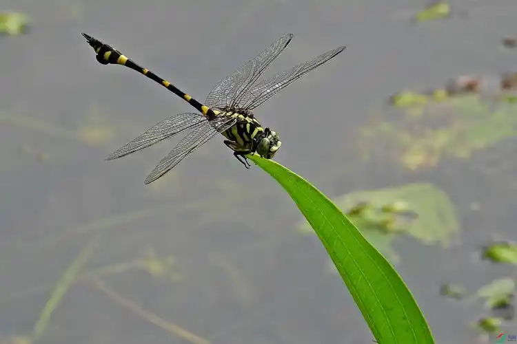 八卦田老虎蜻蜓