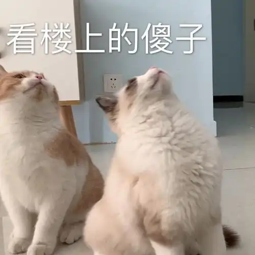 萌宠gif猫星人gif看楼上傻子gif痴呆gif呆萌gif可爱gif