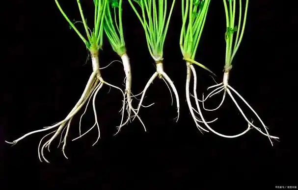 是直立茎;依借他物缠绕上升的茎是缠绕茎,如牵牛花的茎;在地面上四处