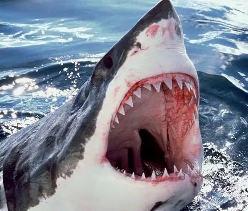 为什么巨大的鲨鱼能这么吓人
