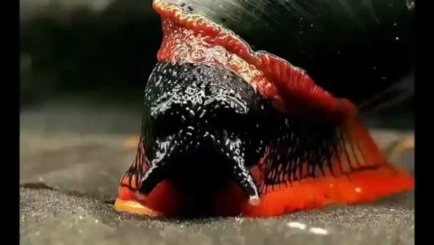 这不就是传说中的岩浆蜗牛吗?