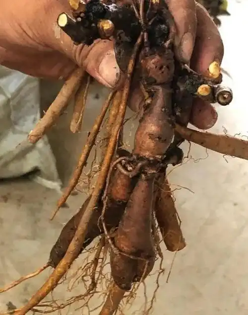 牡丹开花虽美,种植就讲究,"不要"种在盆里,严重影响开花