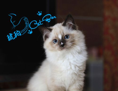 【琥珀】海豹手套流星色布偶猫长毛猫mm母 宠物猫活体 有视频