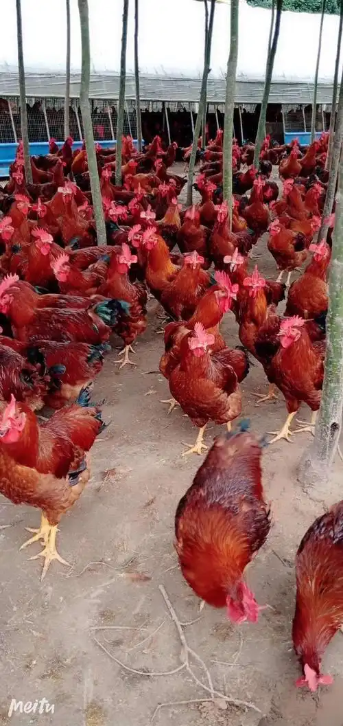 优质红玉b380鸡苗