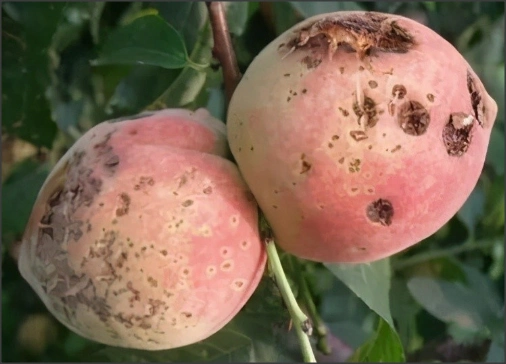 桃树得了"疮痂病",会严重影响果品价值,果农应该怎么办?