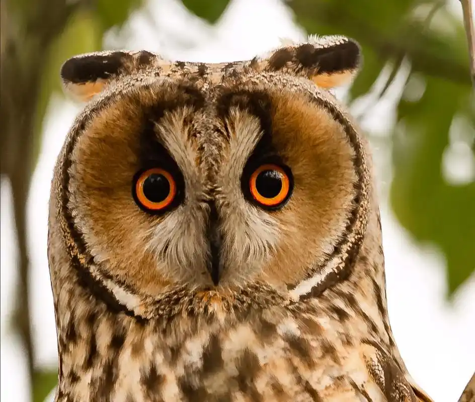 今天拍的猫头鹰#野生鸟类摄影 #可爱小精灵 #祝大家周末愉快 - 抖音