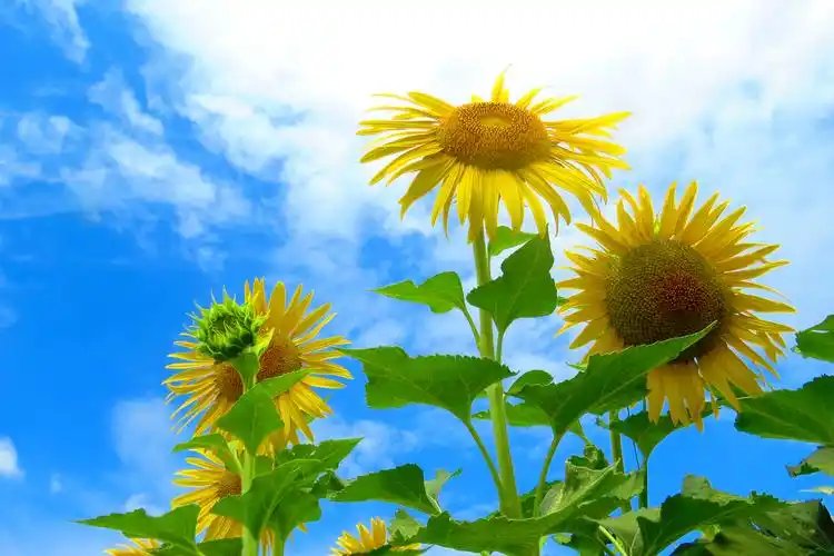 向阳花开致富路