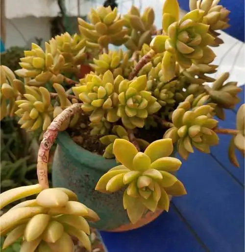 多肉黄丽应该怎么养,多晒多通风,长成漂亮完美的老桩