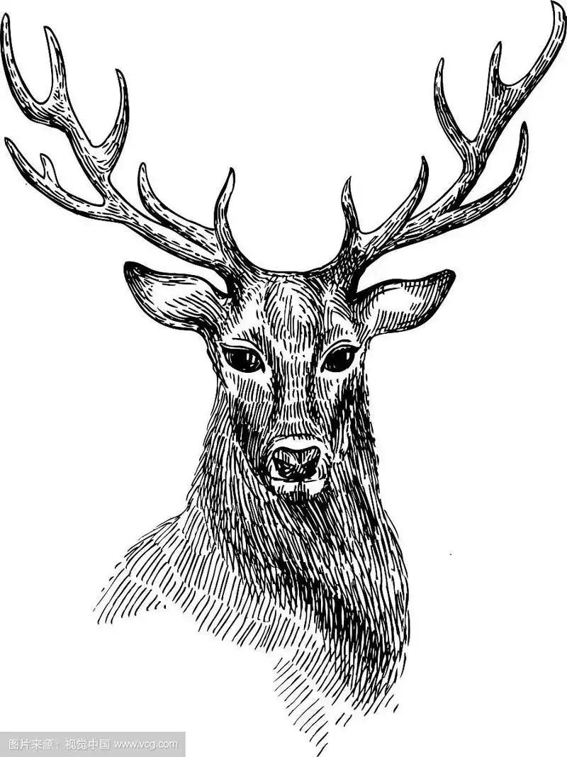 素描的鹿
