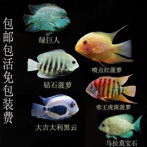 喷点菠萝钻石菠萝虎斑绿巨人黑云大吉大利德州豹活体观赏鱼 喷点菠萝