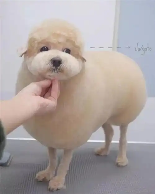 泰迪挑战羊咩咩造型看完我就笑了