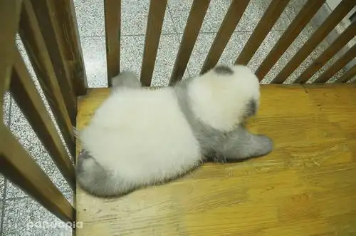 小灰灰 - 堆糖,美图壁纸兴趣社区