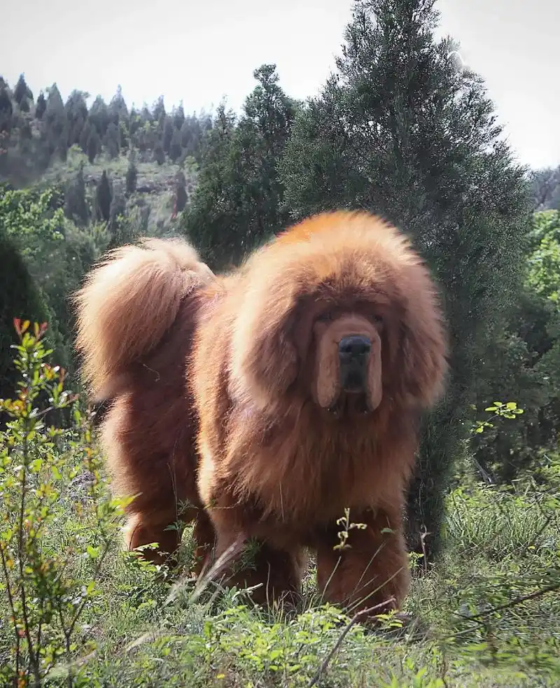纯种藏獒狮王血统! 尽在中国铭獒苑………… - 抖音