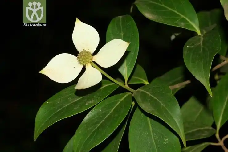 angustata尖叶四照花2012-06-24xx-yn 相邻时间拍摄的照片      张