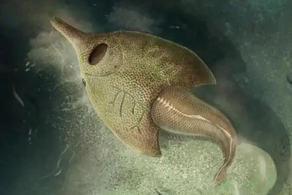 我国科学家研究新发现4.1亿年前最原始鸭吻鱼类