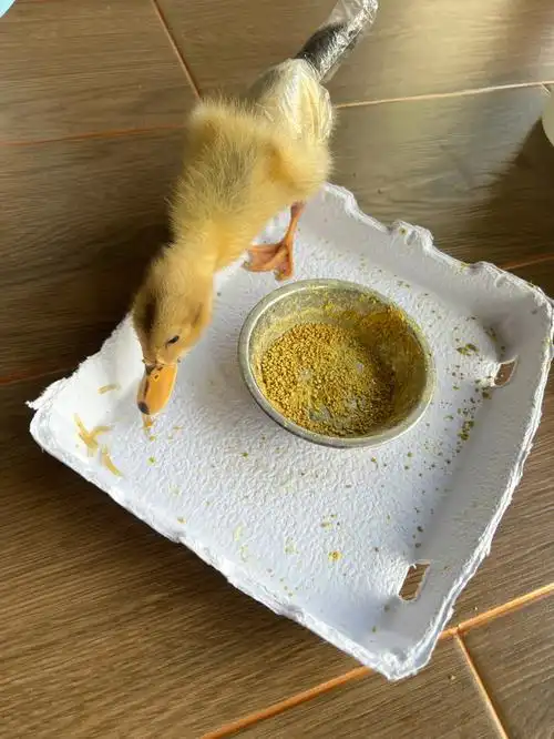 抢吃的得小鸭子