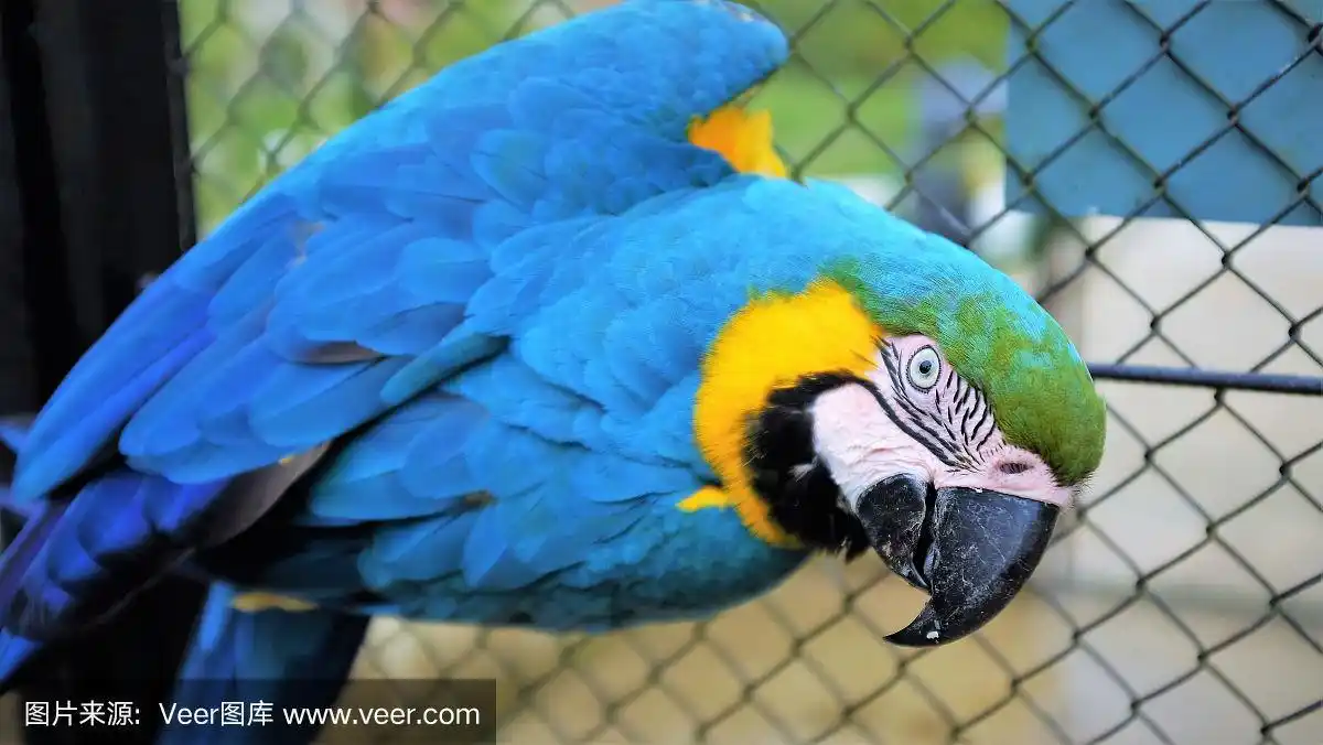 蓝色鹦鹉的特写