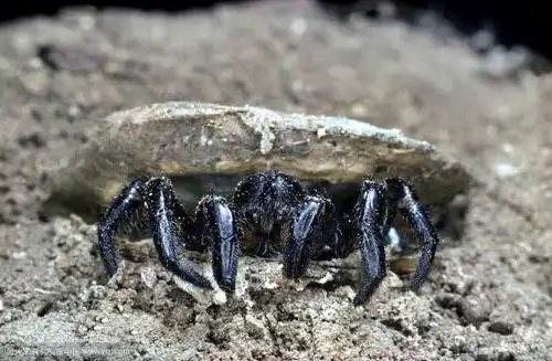 小编上网查询了一下,这种洞穴带盖的蜘蛛叫活板门蜘蛛.